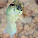 jawfish_yellowhead_dd_fc_v_0435_tci1638.jpg
